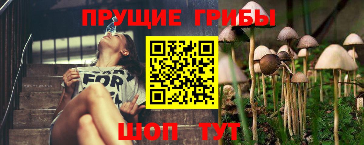 Краснокаменск  Псилоцибиновые грибы Cubensis  Вход с VPN 